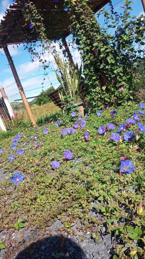 Inn Flores De Ipe