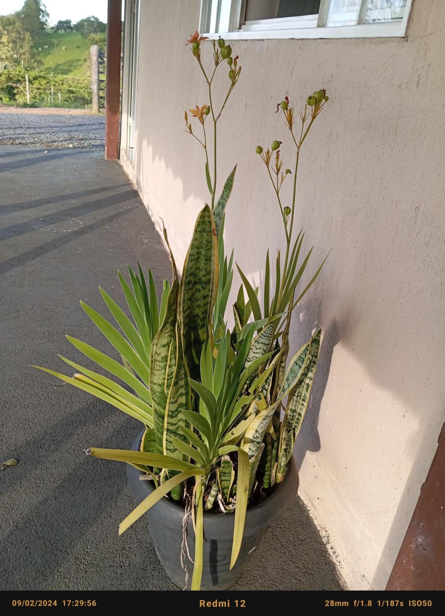 Flores De Ipe Inn 3*