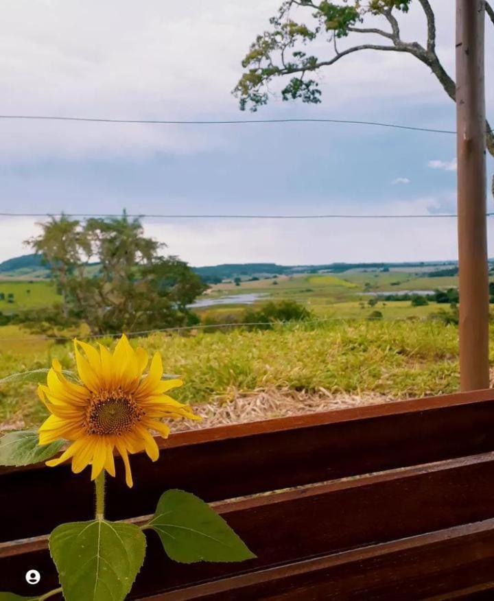 Flores De Ipê