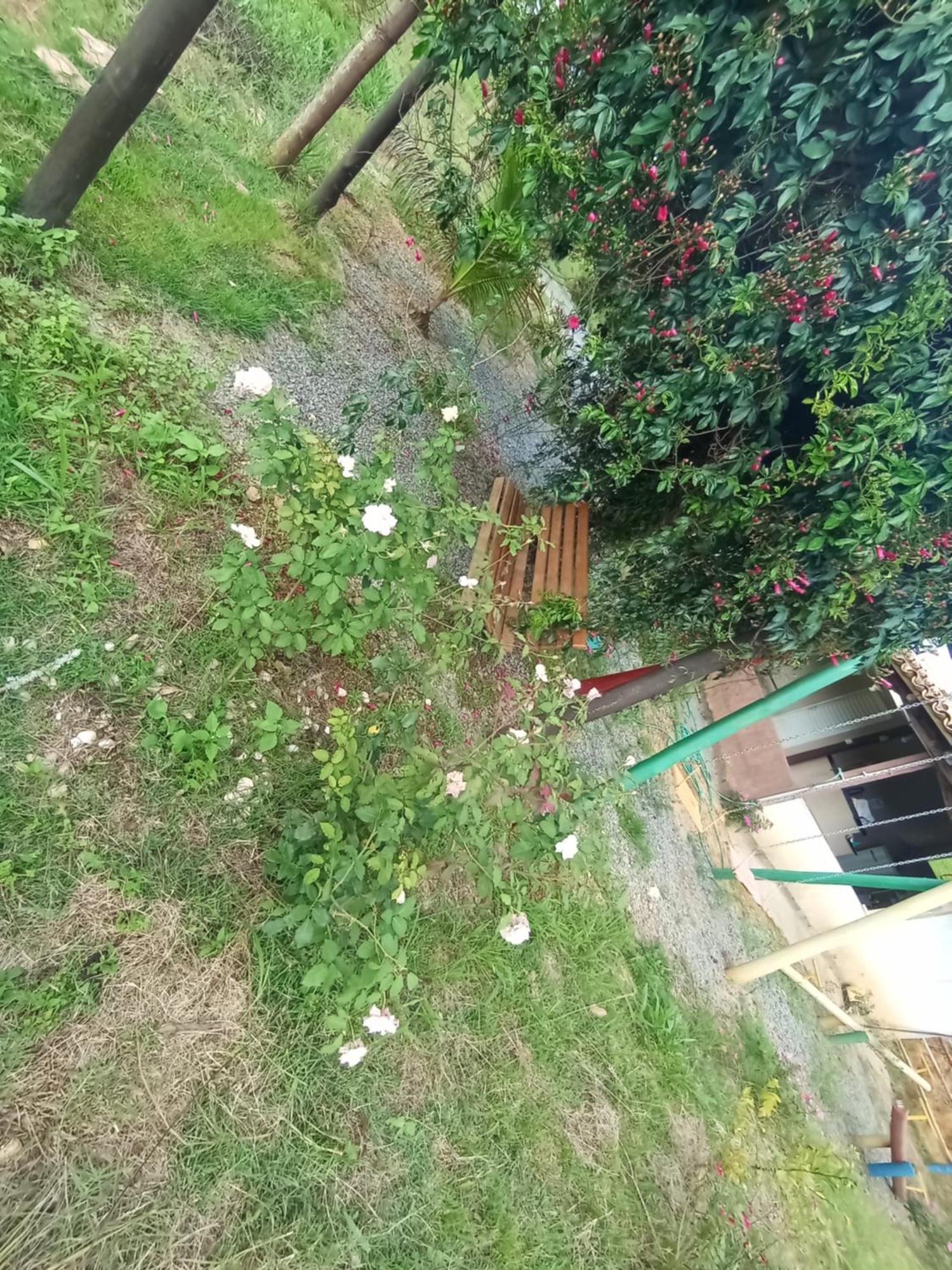 Flores De Ipê