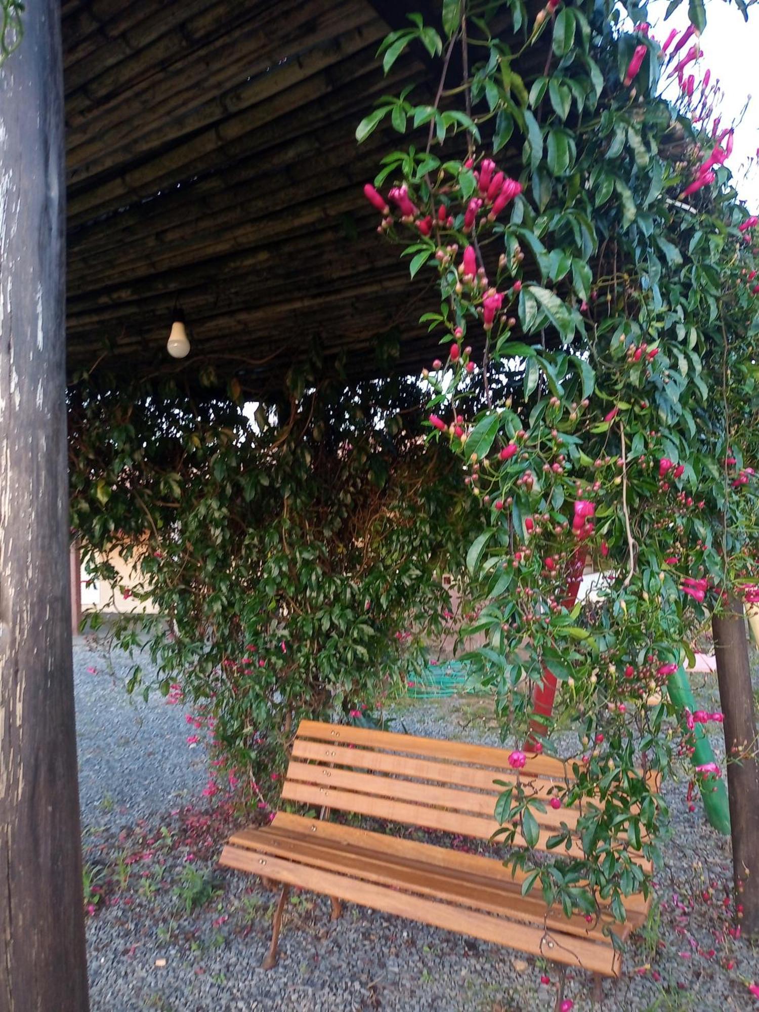 Flores De Ipê